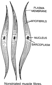 Non-striated or smooth muscles, Biology